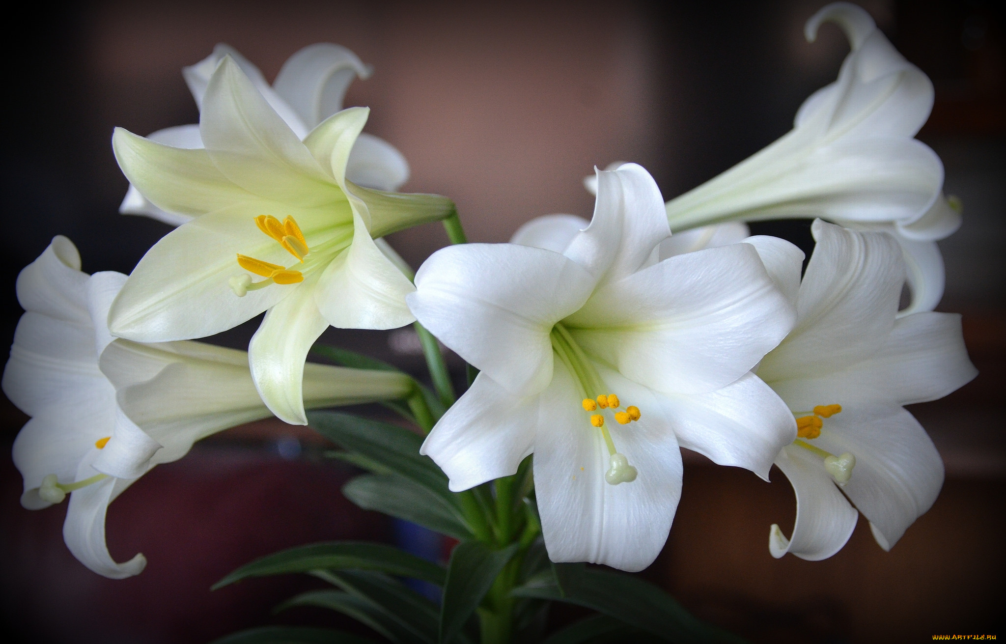 Красивые белые лилии